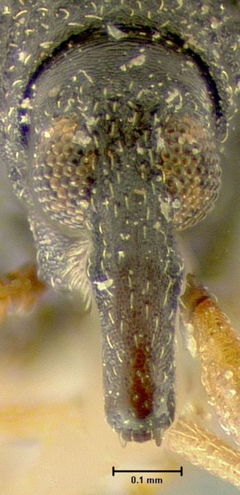 Media type: image;   Entomology 25092 Aspect: head frontal view